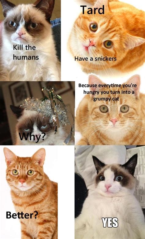 funny cat memes clean 2020